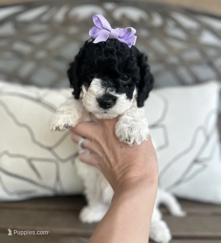 Bree – Cockapoo puppy for sale in Goshen, OH