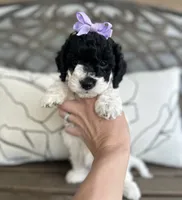 Bree, a female Cockapoo for sale in Goshen, OH – 1 of 4