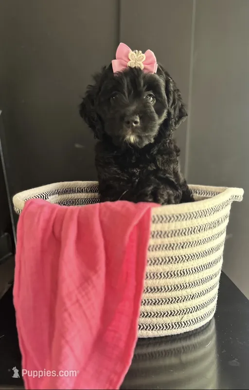 Bella  – Cockapoo puppy for sale in Goshen, OH