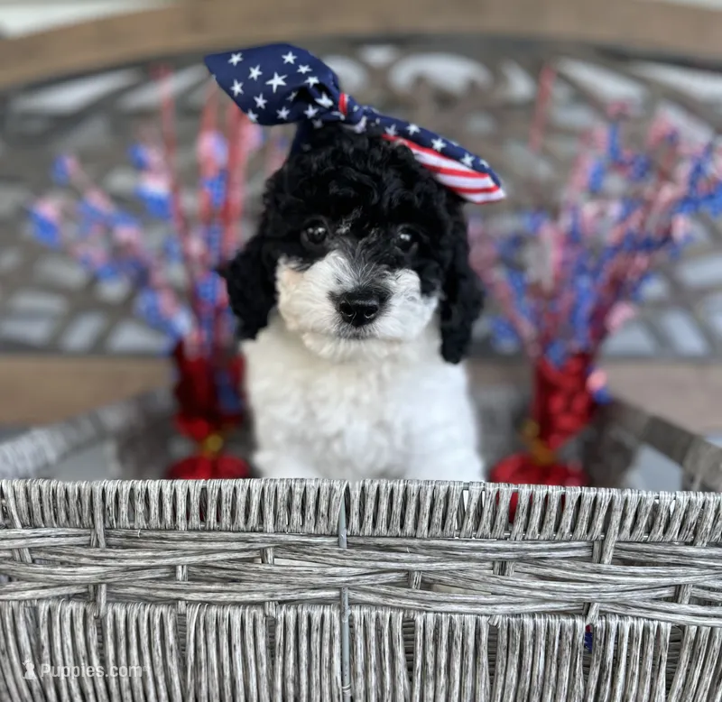Bree – Cockapoo puppy for sale in Goshen, OH