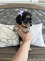 Brooke, a female Cockapoo for sale in Goshen, OH – 3 of 3