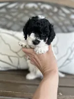 Bree, a female Cockapoo for sale in Goshen, OH – 2 of 4