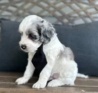 Bert, a male Cockapoo for sale in Goshen, OH – 2 of 3