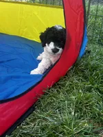 Bree, a female Cockapoo for sale in Goshen, OH – 4 of 4