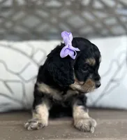 Brooke, a female Cockapoo for sale in Goshen, OH – 2 of 3