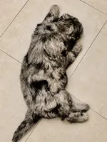 Ellie , a female Miniature Goldendoodle for sale in Kentucky, KY – 4 of 4