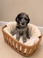 Ellie , a female Miniature Goldendoodle for sale in Kentucky, KY – 3 of 4