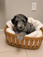 Merlin , a male Miniature Goldendoodle for sale in Kentucky, KY – 3 of 5