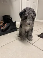 Merlin , a male Miniature Goldendoodle for sale in Kentucky, KY – 5 of 5