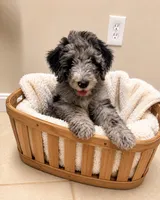 Merlin , a male Miniature Goldendoodle for sale in Kentucky, KY – 2 of 5