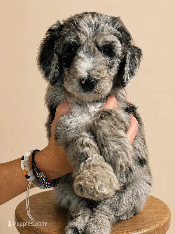 Merlin  – Miniature Goldendoodle puppy for sale in Kentucky, KY