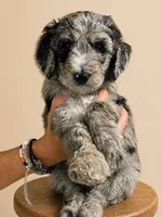 Merlin , a male Miniature Goldendoodle for sale in Kentucky, KY – 1 of 5