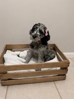 Ellie , a female Miniature Goldendoodle for sale in Kentucky, KY – 2 of 4