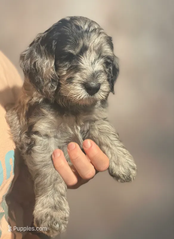 Ellie  – Miniature Goldendoodle puppy for sale in Kentucky, KY