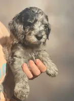 Ellie , a female Miniature Goldendoodle for sale in Kentucky, KY – 1 of 4