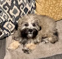 Lucas, a male Shihpoo for sale in Tolleson, AZ – 7 of 8