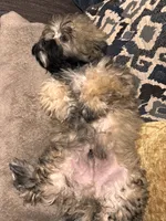 Lucas, a male Shihpoo for sale in Tolleson, AZ – 4 of 8