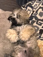 Lucas, a male Shihpoo for sale in Tolleson, AZ – 8 of 8