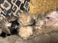 Lucas, a male Shihpoo for sale in Tolleson, AZ – 2 of 8