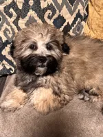 Lucas, a male Shihpoo for sale in Tolleson, AZ – 3 of 8