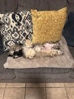 Lucas, a male Shihpoo for sale in Tolleson, AZ – 6 of 8