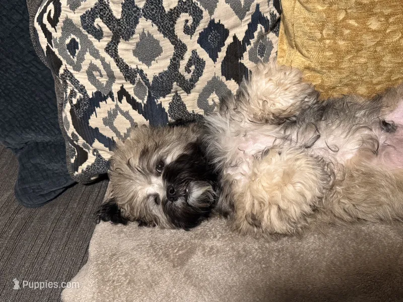 Lucas – Shihpoo puppy for sale in Tolleson, AZ
