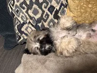 Lucas, a male Shihpoo for sale in Tolleson, AZ – 1 of 8