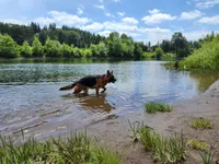 Alaska, a female German Shepherd Dog for sale in Woodland, WA – 2 of 2
