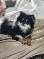 Olive, a female Pomeranian for sale in Woodland, WA – 1 of 1