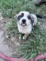 Bow, a male Pembroke Welsh Corgi for sale in Montrose, CO – 5 of 9