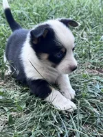 Spicy, a female Pembroke Welsh Corgi for sale in Montrose, CO – 5 of 8
