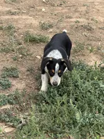 Rook, a male Pembroke Welsh Corgi for sale in Montrose, CO – 2 of 10