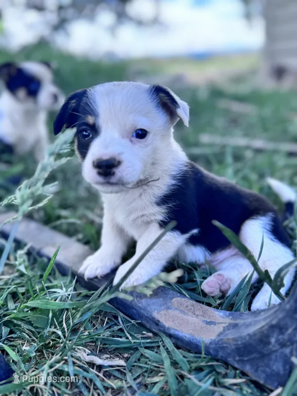 Winston – Pembroke Welsh Corgi puppy for sale in Montrose, CO