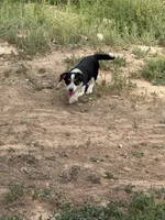 Rook, a male Pembroke Welsh Corgi for sale in Montrose, CO – 5 of 10