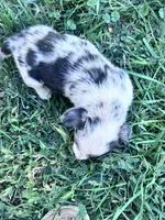 Diego, a male Pembroke Welsh Corgi for sale in Montrose, CO – 7 of 7