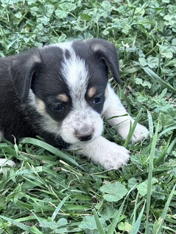 Rook – Pembroke Welsh Corgi puppy for sale in Montrose, CO