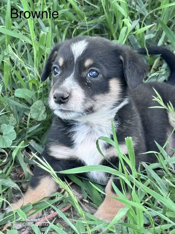 Brownie – Pembroke Welsh Corgi puppy for sale in Montrose, CO