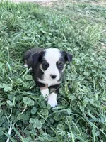 Mac, a male Pembroke Welsh Corgi for sale in Montrose, CO – 3 of 3