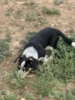 Rook, a male Pembroke Welsh Corgi for sale in Montrose, CO – 4 of 10
