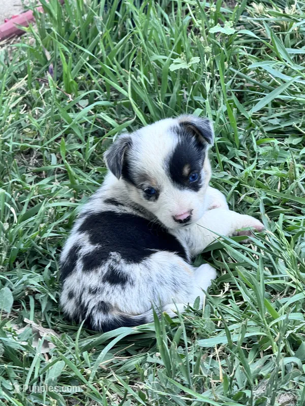 Diego – Pembroke Welsh Corgi puppy for sale in Montrose, CO