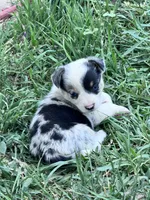 Diego, a male Pembroke Welsh Corgi for sale in Montrose, CO – 3 of 7