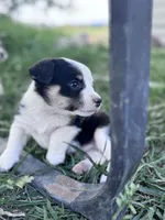 Winston, a male Pembroke Welsh Corgi for sale in Montrose, CO – 2 of 8