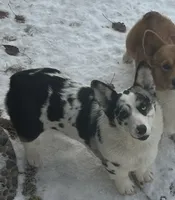 Mac, a male Pembroke Welsh Corgi for sale in Montrose, CO – 6 of 10