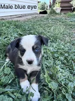Mac, a male Pembroke Welsh Corgi for sale in Montrose, CO – 1 of 3