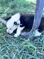 Winston, a male Pembroke Welsh Corgi for sale in Montrose, CO – 3 of 8