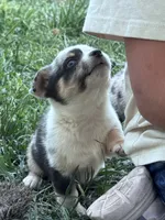Bow, a male Pembroke Welsh Corgi for sale in Montrose, CO – 4 of 9