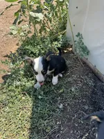 Mac, a male Pembroke Welsh Corgi for sale in Montrose, CO – 2 of 10