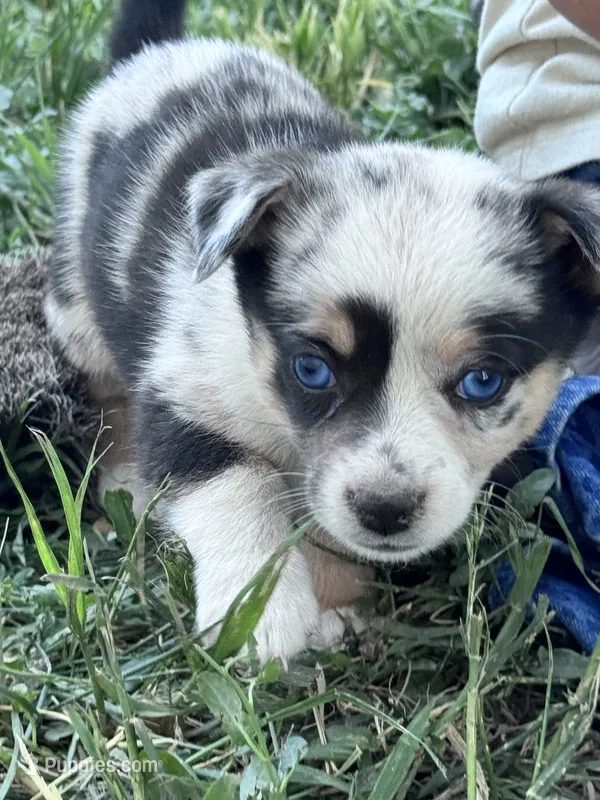 Bow – Pembroke Welsh Corgi puppy for sale in Montrose, CO