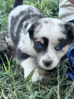 Bow, a male Pembroke Welsh Corgi for sale in Montrose, CO – 1 of 9