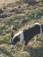 Cooper , a male Pembroke Welsh Corgi for sale in Montrose, CO – 9 of 10